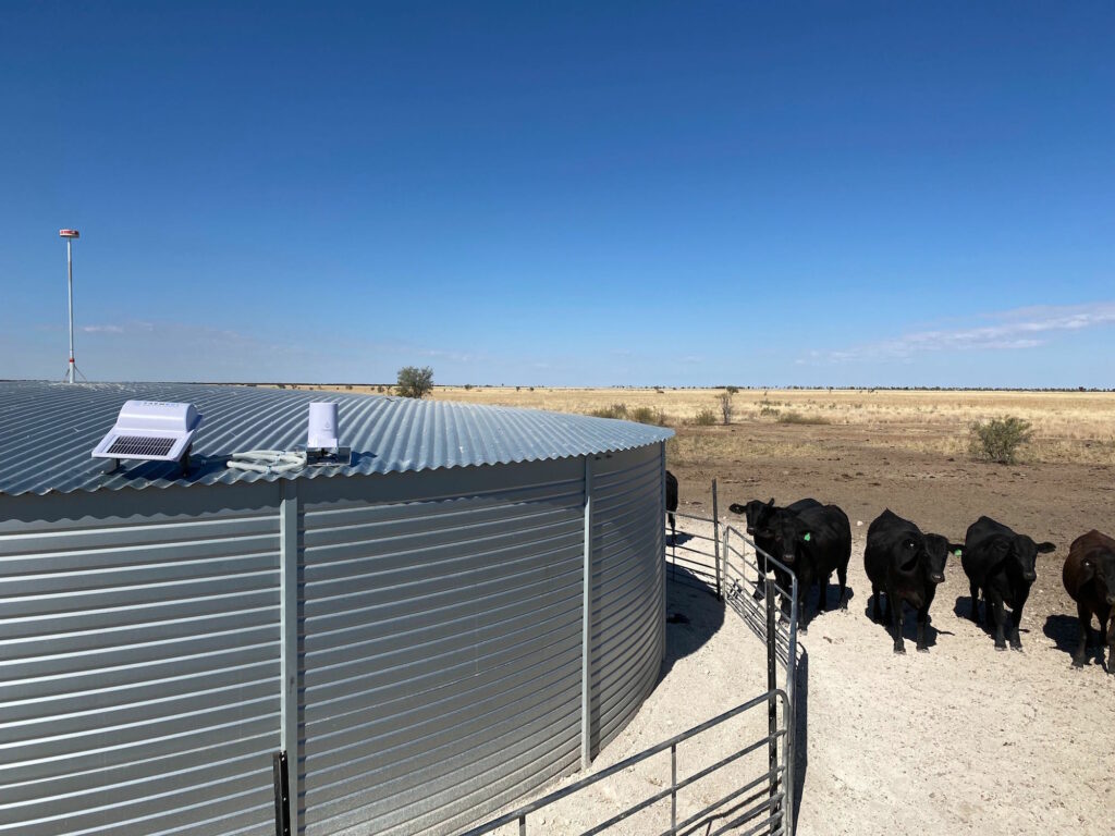Cattle near water tank with Farmbot sensor