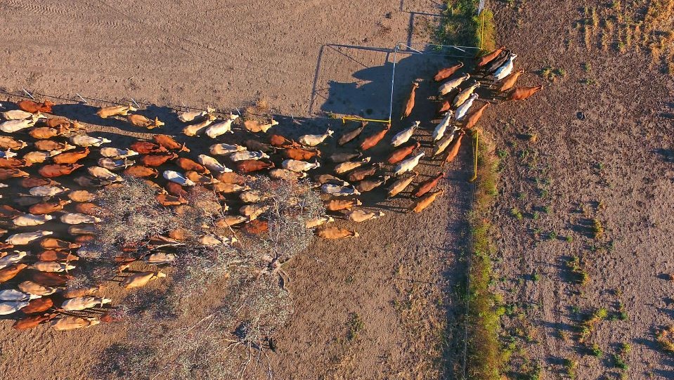 aerial shot of cattle through gate