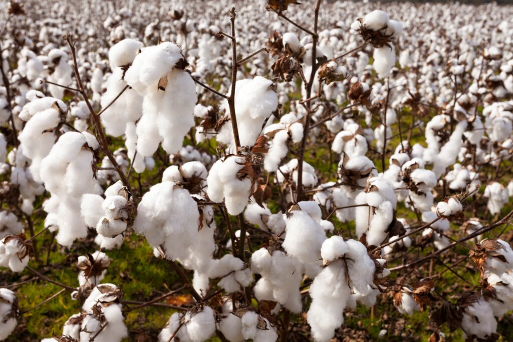 ripe cotton ready for harvest