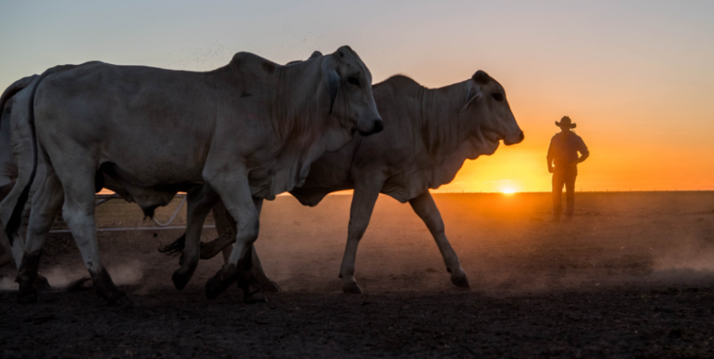 cattle at sunset