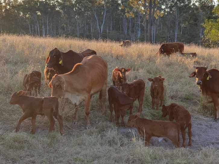 Cattle farming with Pairtree