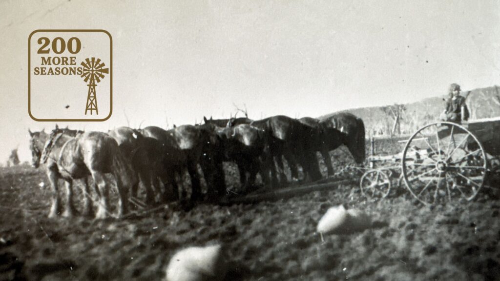 Teamwork eight horses pull a plough
