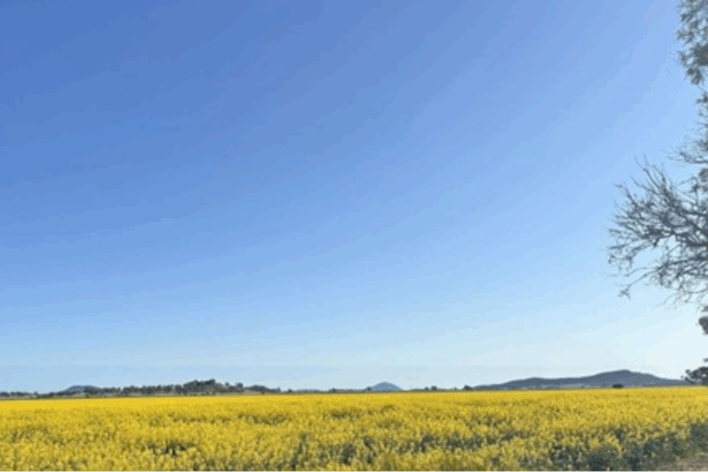 Call to 'ARMS' for agronomists & growers 1 Canola crop ARMS