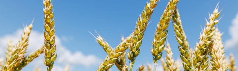 wheat close up with blue sky