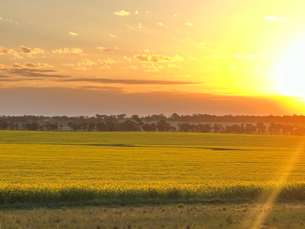 canola cropping benefits from reliable farm data