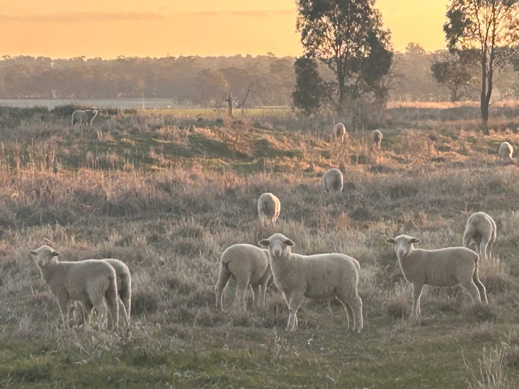Reliable farm data helps to earn profits from lamb and wool farming.